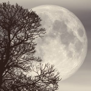 Tian Yuan & Di Yuan Workshop - Intermediate - Joburg 31 May 2026