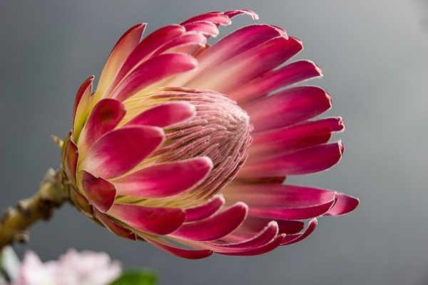 Sylvie Jutras Cape Town Retreat 2025 - Protea