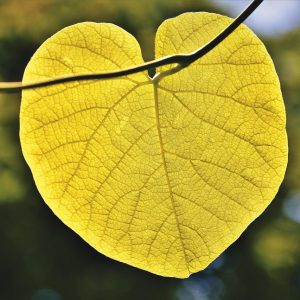 Tong Yuan (Heart Consciousness) - Workshop - Joburg -1 Nov 2026