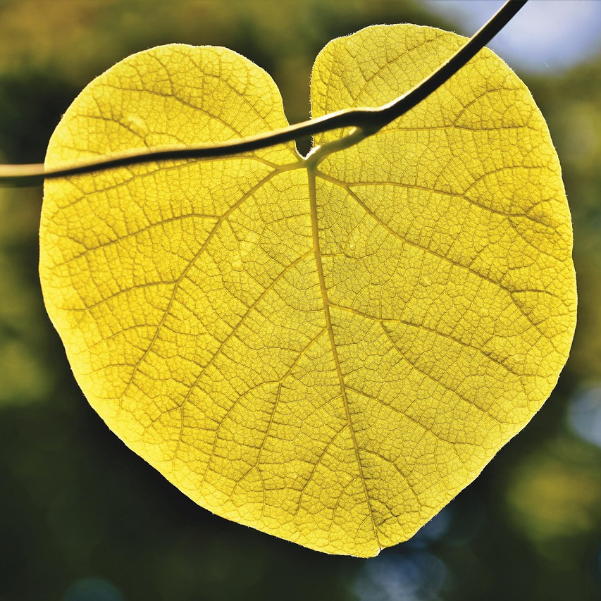 Tong Yuan (Heart Consciousness) - Workshop - Joburg -1 Nov 2026